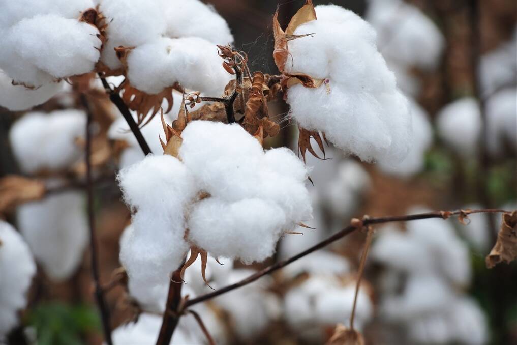Buster's cotton Darling to fetch $45m