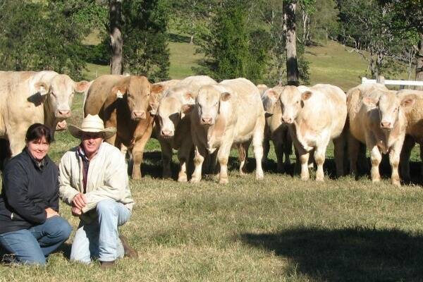 John and Roz Mercer are looking forward to their on-property sale at Kandanga Valley being held on July 26. The Mercer’s will be offering 86 quality Charolais and Charbray bulls, consisting of 45 Charolais, including 17 polled/ scurred, five Full French and five red factor.