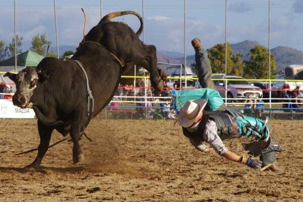 Tamworth Cowboy Ty Parkinson makes a spectacular dismount in the Final of the Open Bull Ride.