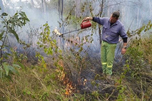 Bush Heritage Australia's Reserve Manager Paul Hales burning Siam weed on Yourka Reserve.