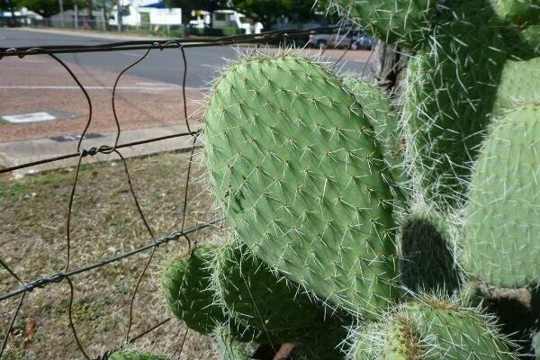 A number of declared cacti species were found recently growing in a Charters Towers backyard.