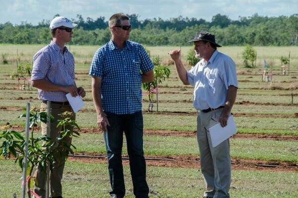 NT Plant Industries Director Bob Williams (right) speaks to Australian Mango industry Assoc. President Gavin Scurr (middle) and Henrik Christiansen at the Katherine mango variety trial.