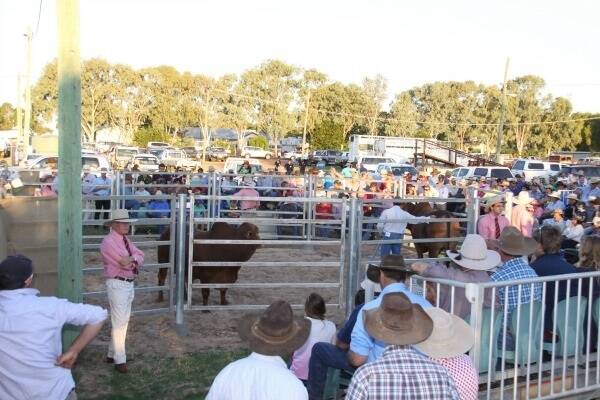 The 35 bulls were well presented by the four vendors and although there was a large crowd at the event there were only a handful of buyers willing or able to wave their bid cards.