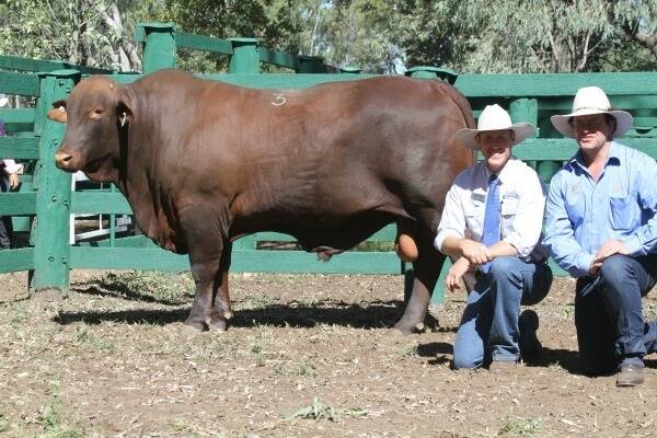 The two-year-old, 844kg, Gyranda Jessie James (P) was the top selling bull at last week’s annual Gyranda Santa Gertrudis Sale, Theodore. With the $12,500 seller are Peter Mahony, Gyranda Stud and the purchaser Peter Seawright, Clermont.