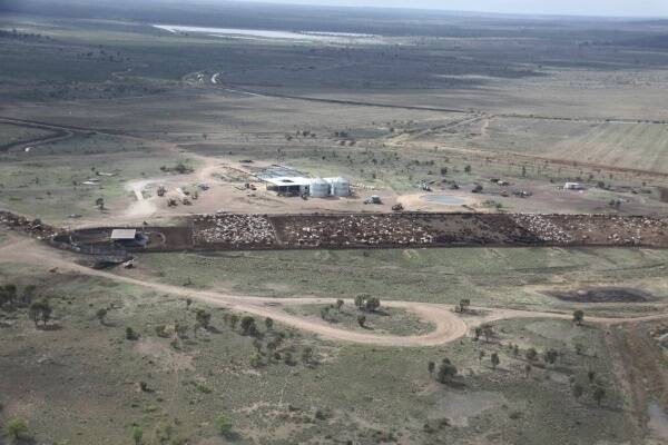 Llanarth feedlot, Belyando Junction, has had a busy time during the recent drought.