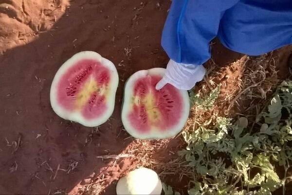 Watermelon growers in the Katherine region have been banned from producing a crop for the next two years following an outbreak of cucumber green mottled mosaic virus.