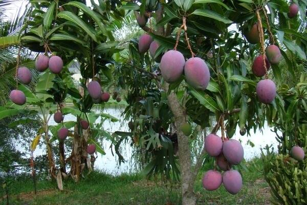 Any movement of mango fruit around, out of or into the Cape York Peninsula region is prohibited in order to prevent the spread of exotic pests and diseases to commercial mango production areas.