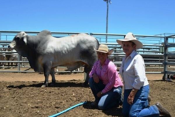 Vendor Brooke Jefferis, Elrose Brahman Stud, Cloncurry, with the top priced bull of the 2014 Gold City Brahman Sale, Lot 29 Elrose Randall 10051 (P) who was purchased for Barry and Bev Hannam (pictured).