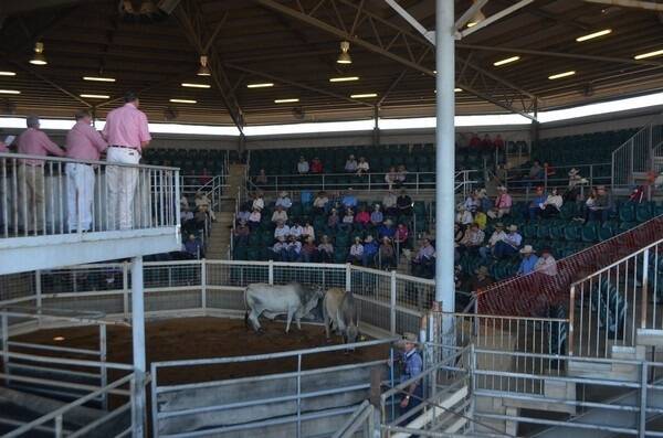 Tough Northern conditions adversely impacted the 2014 Gold City Brahman Sale held at Charters Towers