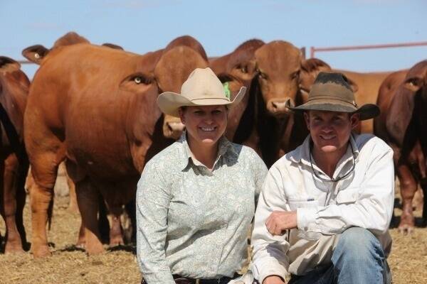Kylie Graham and Mat Durkin of Mungalla Droughtmaster Stud are full of confidence about the sire style and beef qualities of their large draft of bulls catalogued for the MAGS Sale at Charters Towers on Monday November 10.