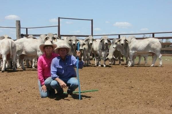 Pam and AJ Davison of Viva Brahman Stud are regular vendors at the Wilangi Invitation Brahman Sale at Charters Towers.  They are positive the attractive, even line of 30 stud and herd bulls they have catalogued for this year’s November 27-28 Sale is far superior to any draft they have offered in previous years.