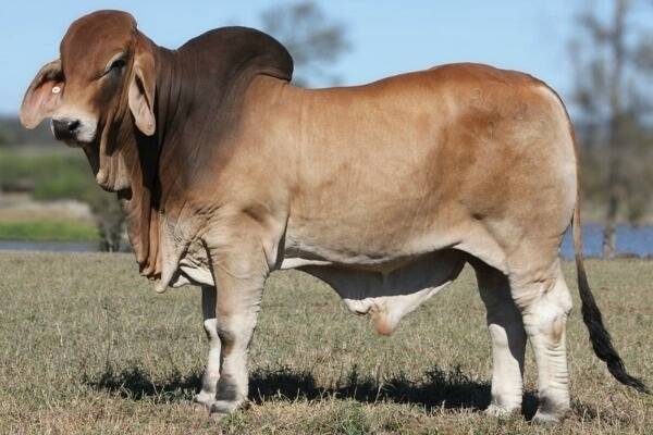 Lot 43 NCC Bohemian (IVF) (D) is the new sale topper selling for $75,000 to Gavin Scott, Rosetta Station.