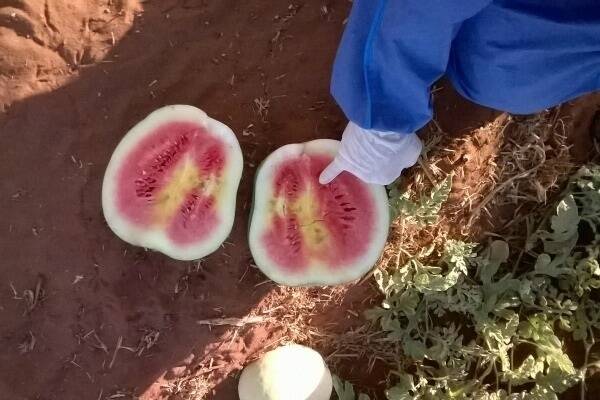On the back of this month’s Northern Australia Food Futures Conference, Primary Industry and Fisheries Minister Willem Westra van Holthe said the government was investigating options to allow producers whose properties were inside quarantine areas to grow melons during the ban.