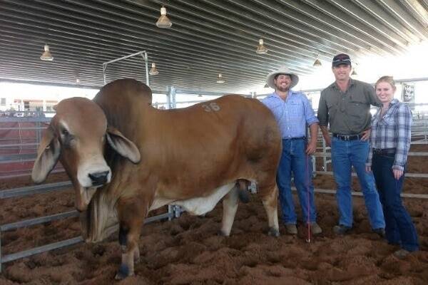 $10,000 Nebo Beef Country Brahman Bull Sale topper Crinum Foreman 1349 with vendor Terry ‘Potts’ Randell, buyer Brad Pullen, Palmyra, Mackay, and  Myste Mellor.
