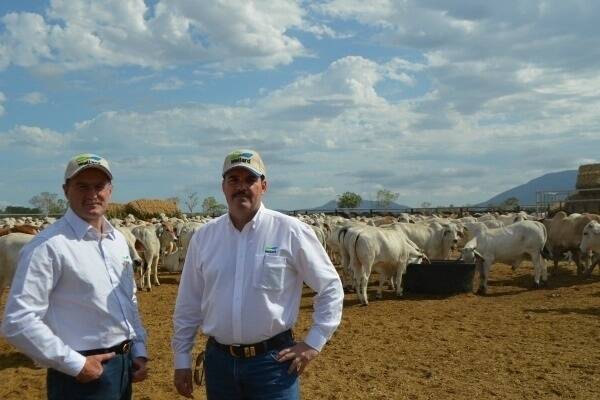 : Enjoying the view: Wellard Executive Chairman Mauro Balzarini and Wellard Rural Exports CEO Fred Troncone inspected a herd 4100 head of cattle being spelled at Kelly’s Holding Yards near Townsville. The cattle will start being loaded at the Townsville port tonight before disembarking for Vietnam.