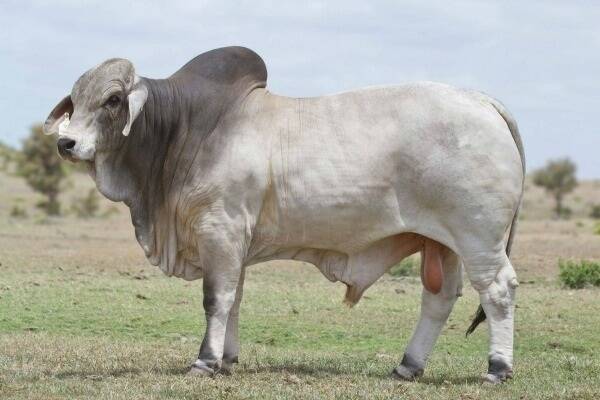 The 2014 Wilangi Invitation Sale topped at $21,000 for a stylish, upstanding grey offered by Stewart and Kerry Wallace, Wallace Stud, in Lot 110 Wallace Mr Mint 21/13. Mr Mint sold to Brett Nobbs, NCC Brahmans, Nobbs Cattle Co, Duaringa.