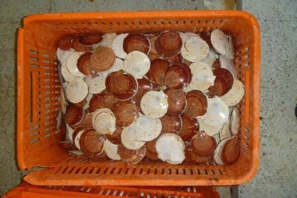 A commercial fisher at Hervey Bay has been fined $10,000 for possessing a large number of undersized scallops. Photo: Department of Agriculture, Fisheries and Forestry.