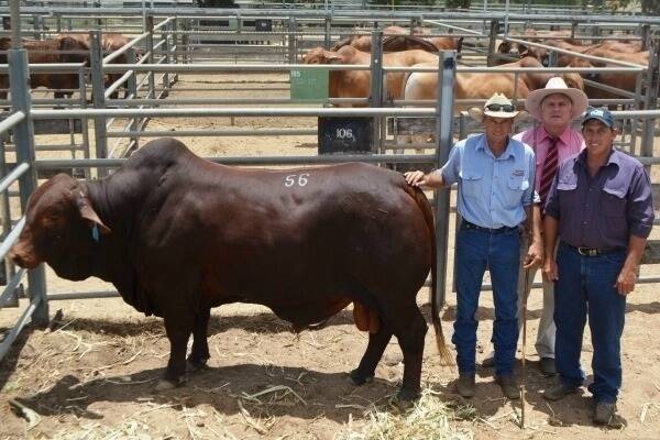 Minlacowie Droughtmaster stud master Jason Spann with Minlacowie Sabre 8147 (S) which achieved the equal top price of the sale at $7500.  Also pictured are purchaser Anthony Anderson, Eddington Droughtmasters, Julia Creek, and Elders Rockhampton sale coordinator Brian Wedemeyer.