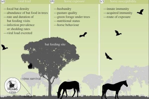 This graphic table shows the variable elements that increase/ decrease the spread of Hendra virus from bat to horse.