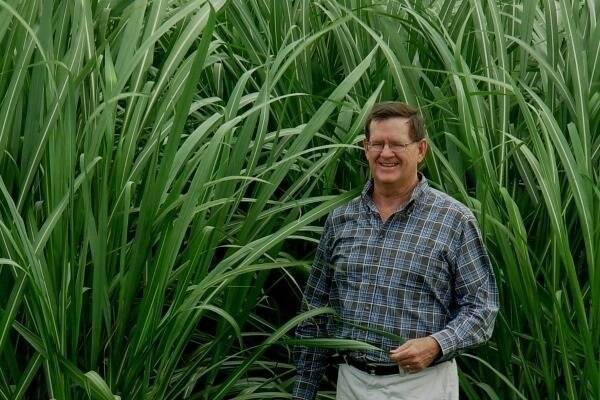 Ron Mullins has been named acting CEO of Canegrowers while the Board advances the recruitment of a new CEO. 