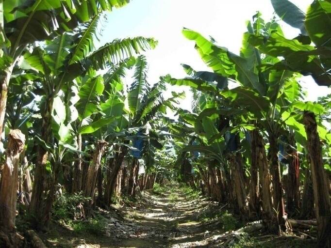 The meetings will discuss details of the find of the suspected TR4 case on one Tully banana plantation and the response which includes follow-up testing and quarantining of the property. 