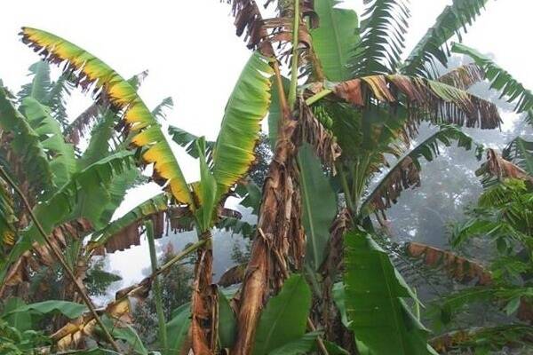 Over the weekend destruction of Panama Diseases affected plants began at the quarantined banana property near Tully