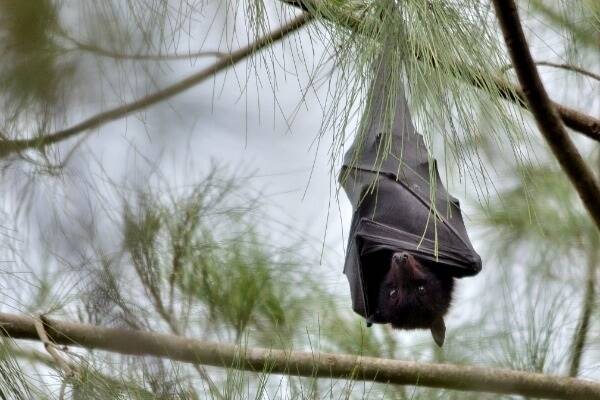 Black flying foxes roosting in areas of Home Hill are being monitored by the Burdekin Shire Council.