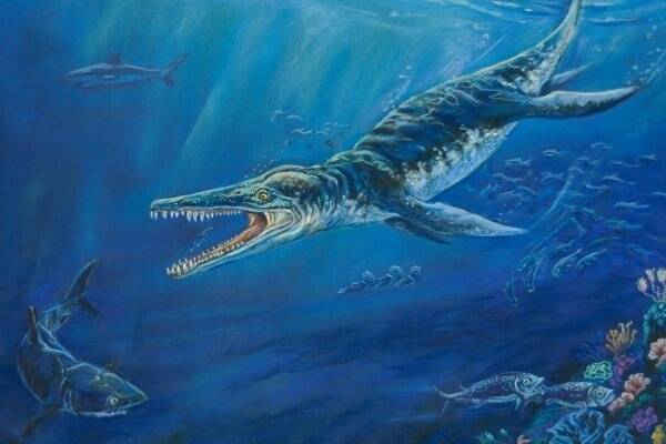 Kronosaurus was an 11 metre long marine reptile, known as a pliosaur, which lived between 115-110 million years ago.
