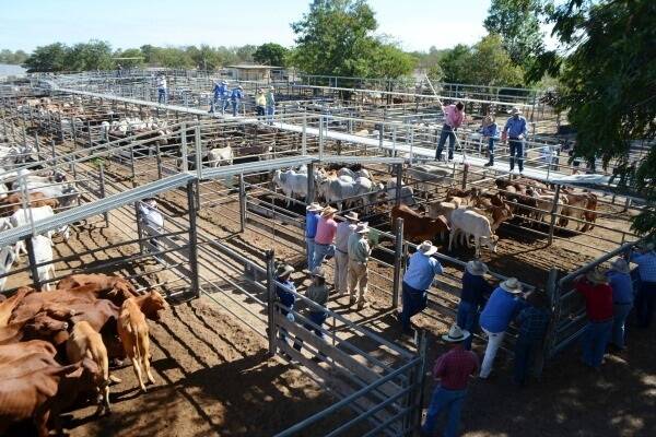 A total of 1141 cattle were yarded at the Charters Towers store and prime sale held on July 1 were the market was solid with all classes improving considerably.