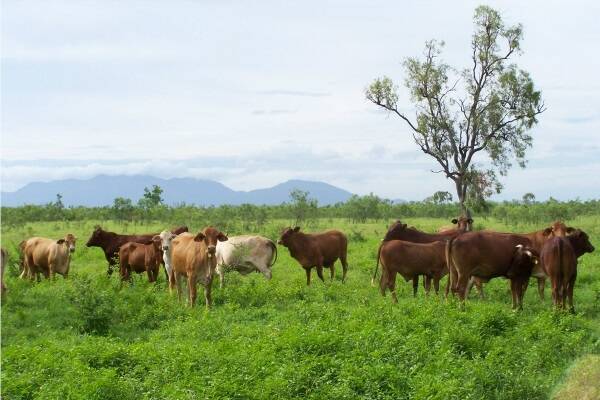 Frank Mele’s Sustainable Farming Solutions (SFS) offers a sustainable agricultural model which has been personally developed through much trial and error over the past five years and put into practice on their 6000 acre property in Gumlu, North Queensland (pictured). 