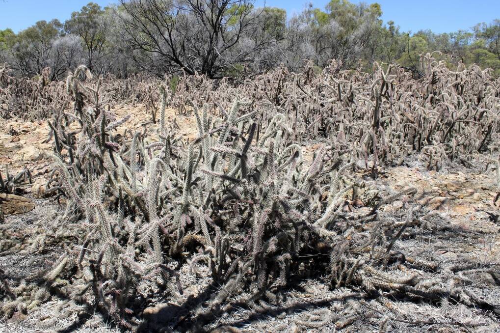 A snake cactus outbreak at Longreach.