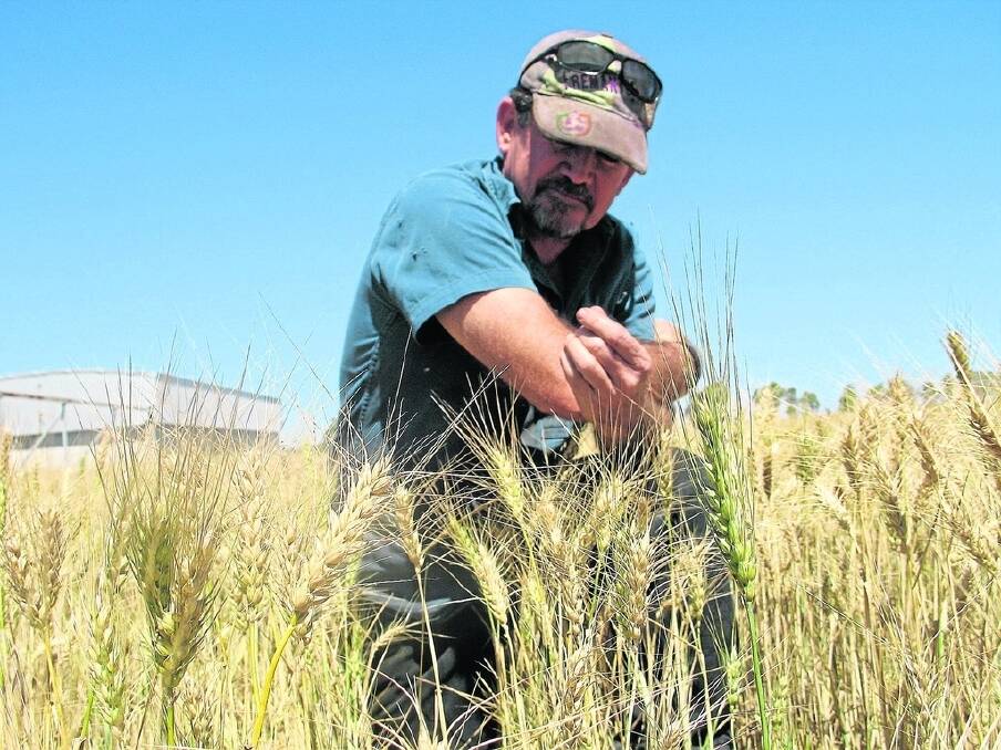 Binnu farmer Tom Powell said he was still two to three weeks away from harvest. "The sandplain looks golden but there&#39;s still plenty of green around at the moment," he said. "Rain now won&#39;t make much difference but we&#39;d like a cool finish because there is some potential to finish off okay."