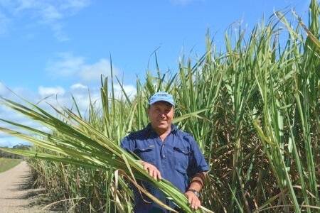 Pottsville cane grower Craig King assesses his crop.