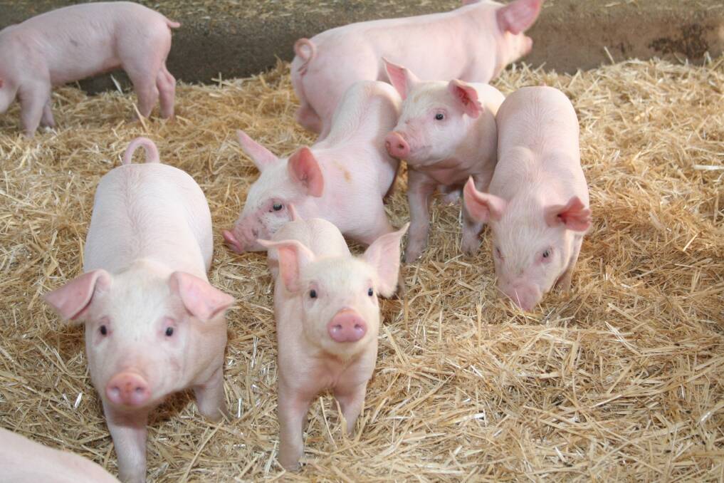Charges laid over piggery break-ins