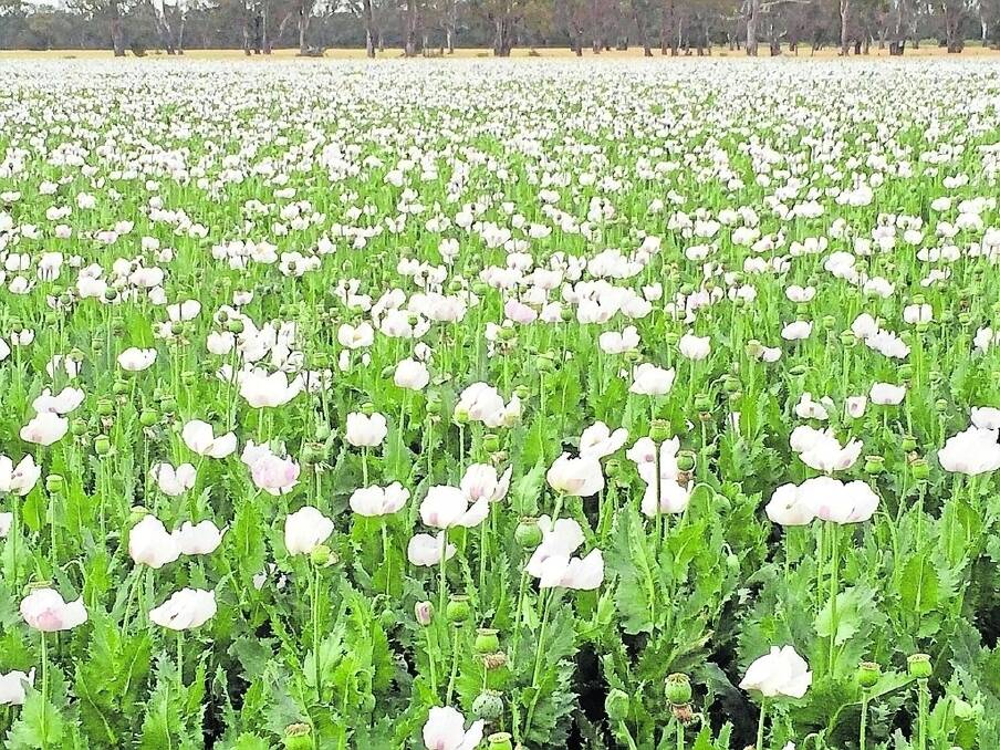 SA is on a level playing field with Tas, Vic and the NT after gaining access to grow opium poppies, according to Opposition agriculture spokesperson David Ridgway.