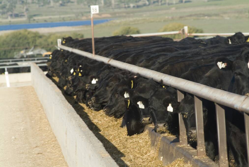 Angus cattle on feed at Rangers Valley.