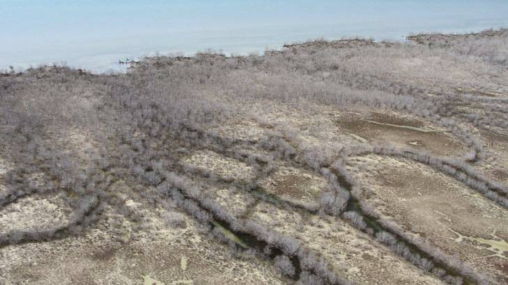 7000 hectares of mangrove trees have died back in the Gulf of Carpentaria sparking fears of far reaching repercussions. Photo: James Cook University