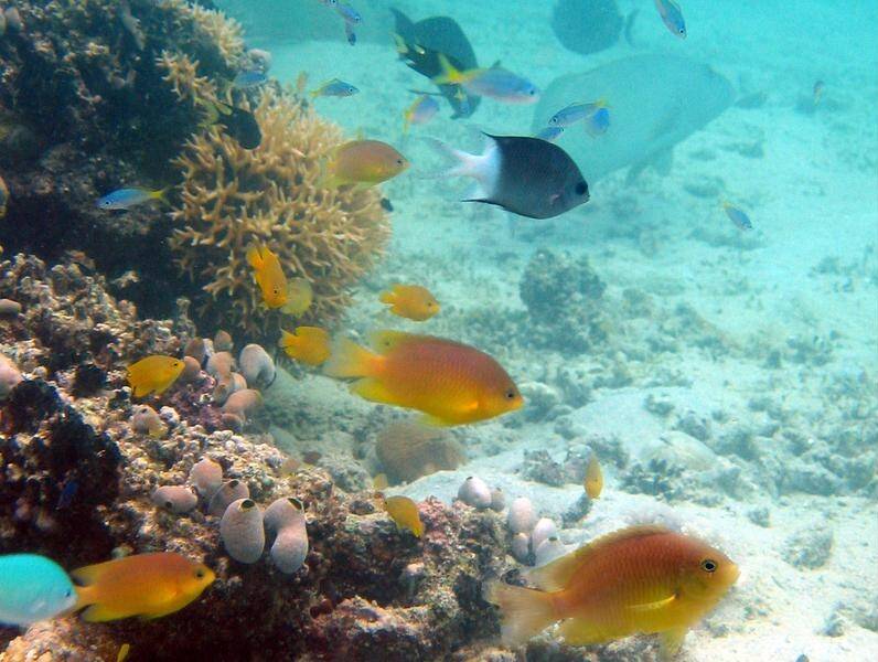 A new study says the sound of two-stroke motors could make reef fish less alert to predators.