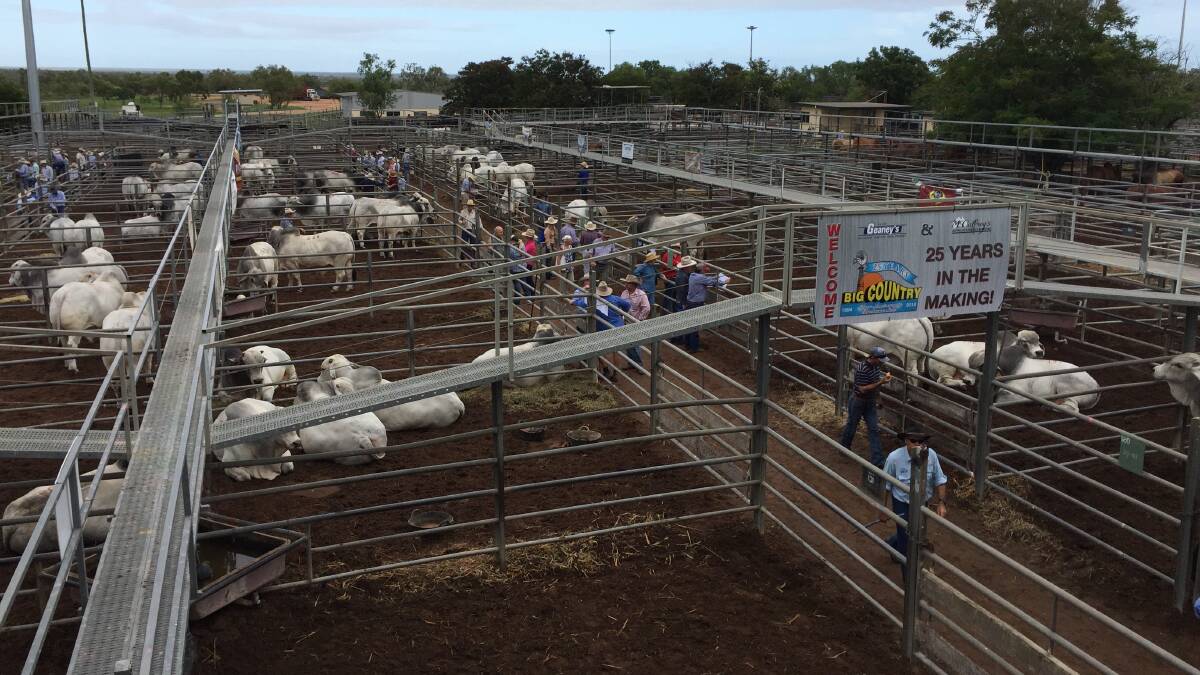 Buyers check out the grey bulls before the sale today. 