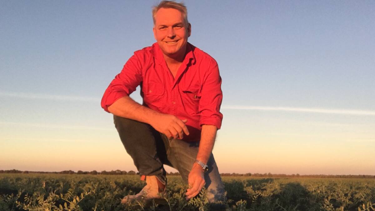 Member for Gregory Lachlan Millar in this year's chickpea crop at Orana, Emerald. 