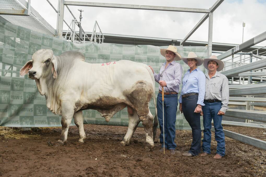 Second top priced grey Brahman bull Carinya Hayden with vendor Mitch Kirk and purchasers Anna and Andrew McCamley, 2AM Stud, Dingo. Photo - Kelly Butterworth.