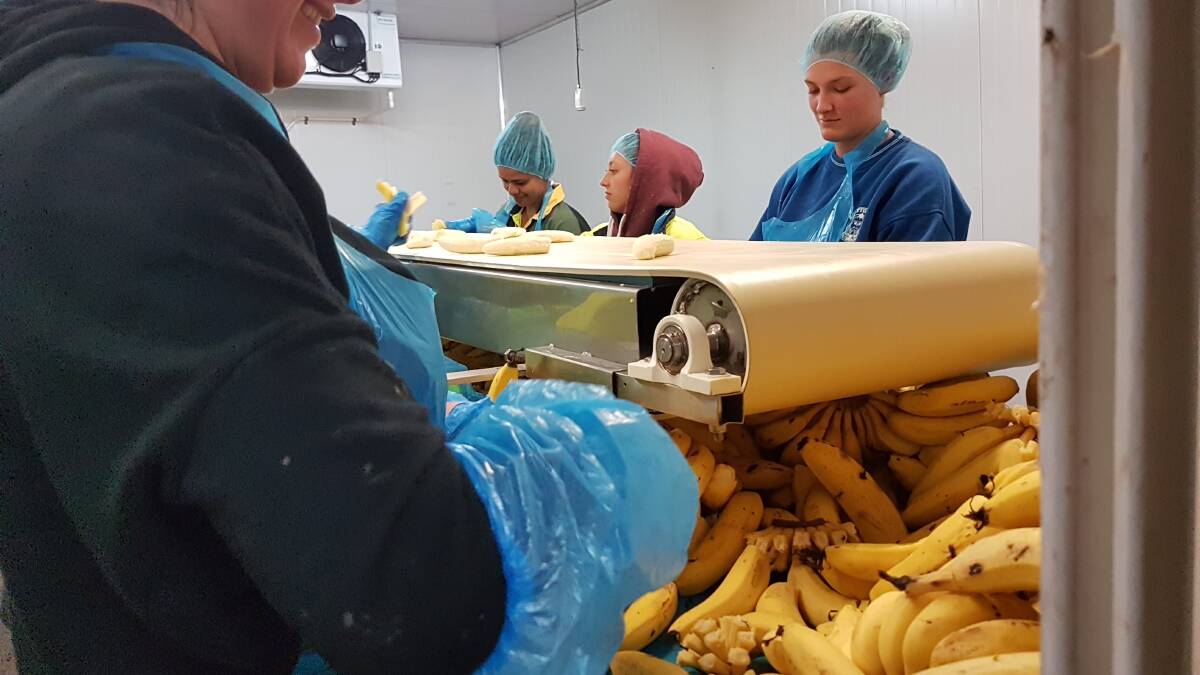 OPERATION LINE: Workers come in two shifts to peel, box, seal, and freeze what would have been waste bananas. Photo - Kelly Butterworth.