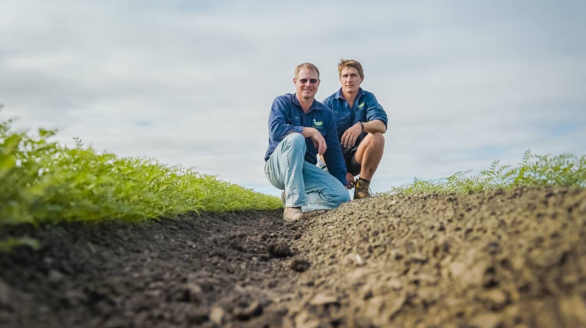 Brothers Greg and Brian Hutchinson, Macander, Moura, in this year's chickpeas.