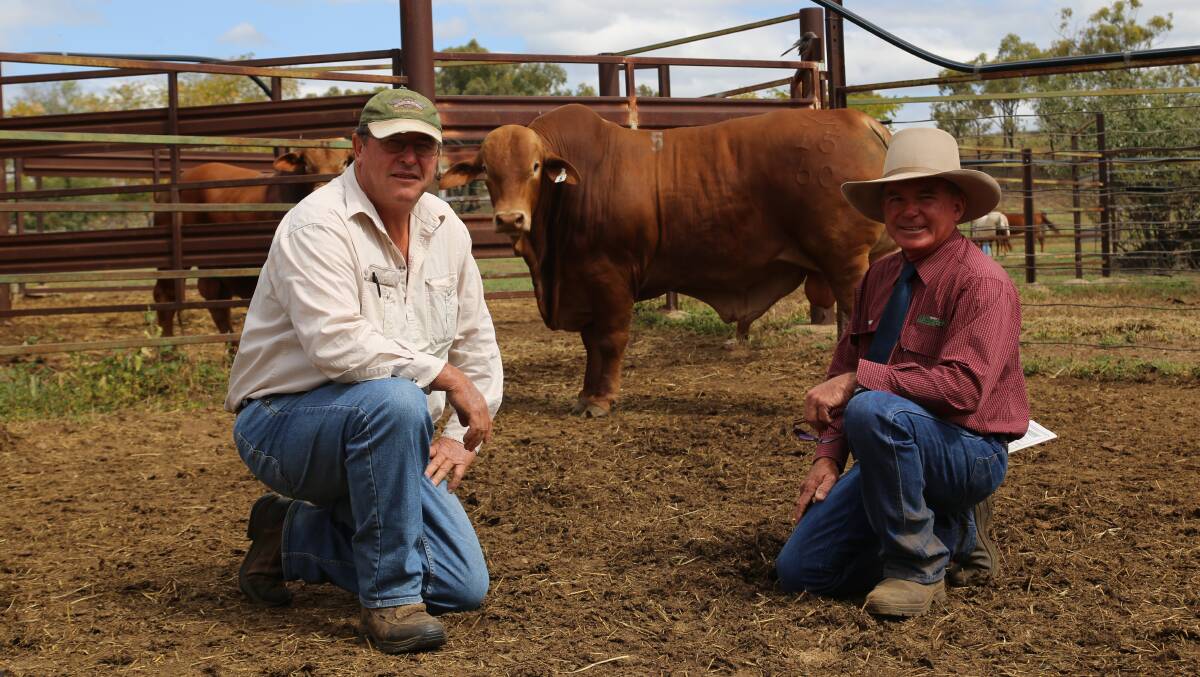 TOP PRICE: John Ticknell, Gympie, and Aldinga Droughtmaster's principal Terry Piggot stand in front of top-priced bull Aldinga Gesture, who sold to Mr Ticknell for $20,000. 