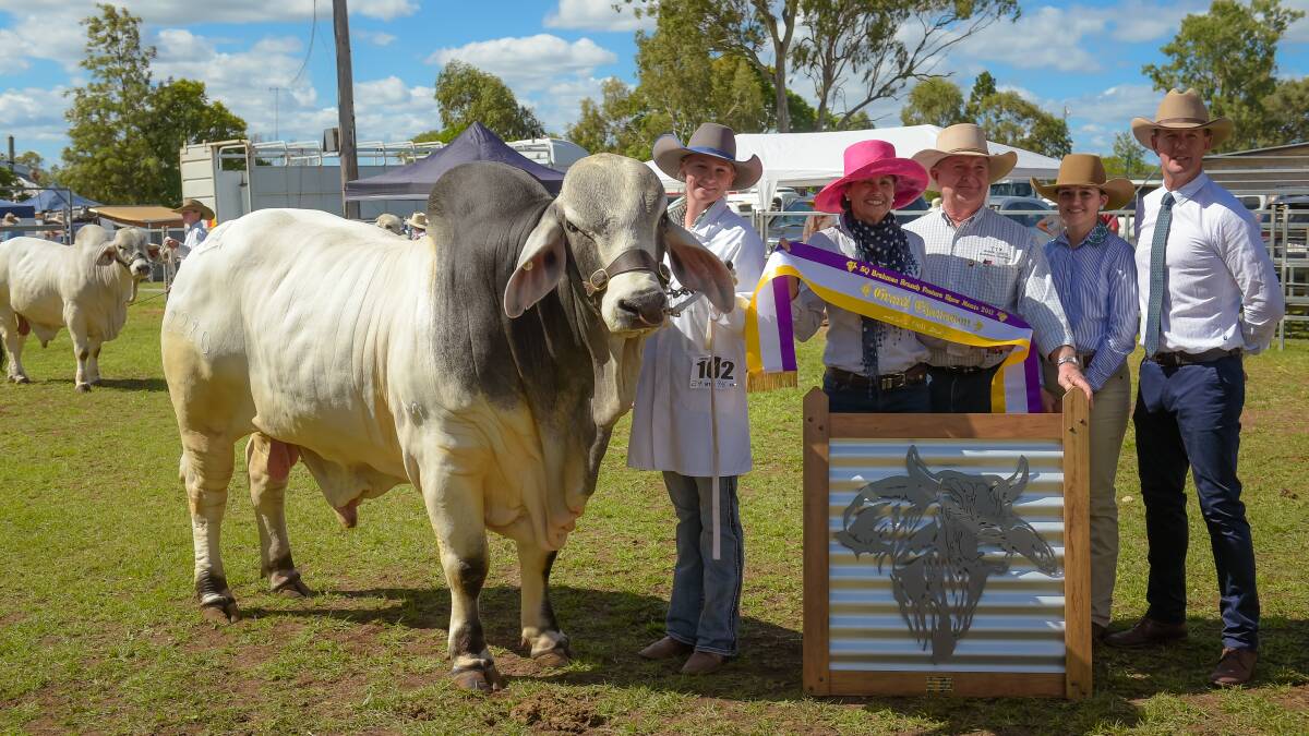 Monto Brahman Feature Show: Results and Photos