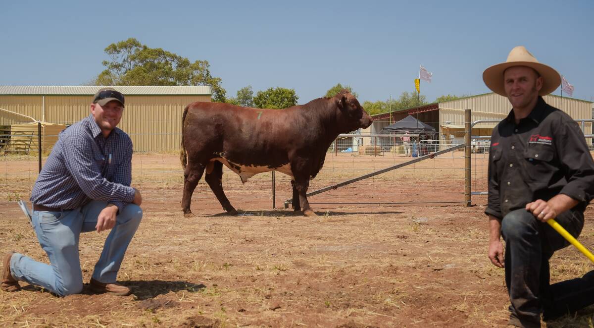 Top priced bull Marellan Stoic with Kim Williams, Mt Mica, Clermont (left), and stud principal Lincoln Job. 