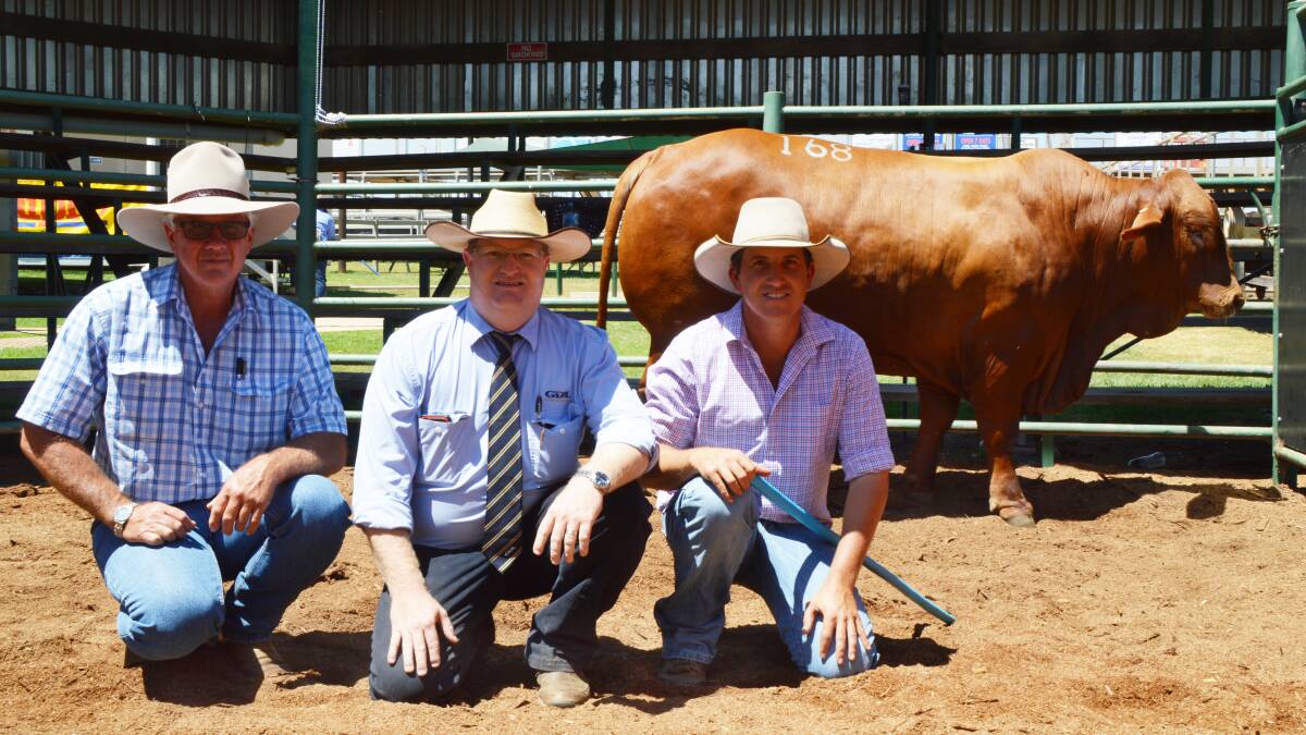 Top bull: GDL's Mark Duthie (centre) sold top priced bull Karragarra Manpower for $42,000 to Steven Swan, Swan Droughtmasters, Moura, offered by Wayne York, Karragarra, Emerald.