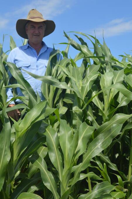 High returns: Campbell Brownlie, Moira Runda, Condamine, plans to grow out 250 head of steers on his 100 hectares of sugargraze forage sorghum.