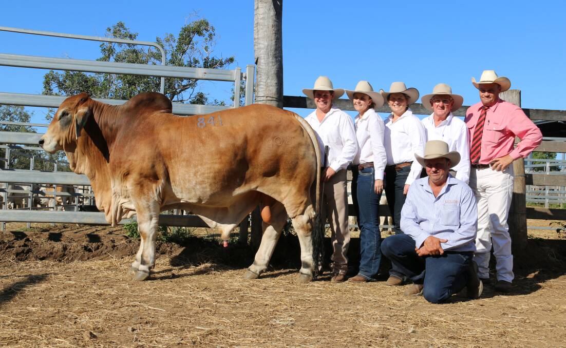Brahman extravaganza: It was a family affair when Colin and Katrina Johnson, Tania Moorhead and Max Johnson sold Jomanda El Toro 802 to Darren Kent of Ooline Brahman Stud, Goovigen, (kneeling) for a record price of $150,000. The sale was conducted through Randall Spann and the team at Elders (right). 