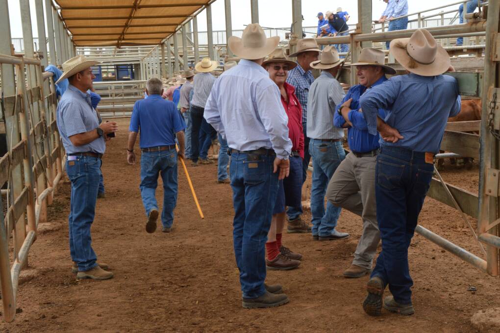 Moving on: Buyers at the Roma Saleyards are looking forward to getting back to business after the Maranoa Regional Council voted to remove the new buyer fee.